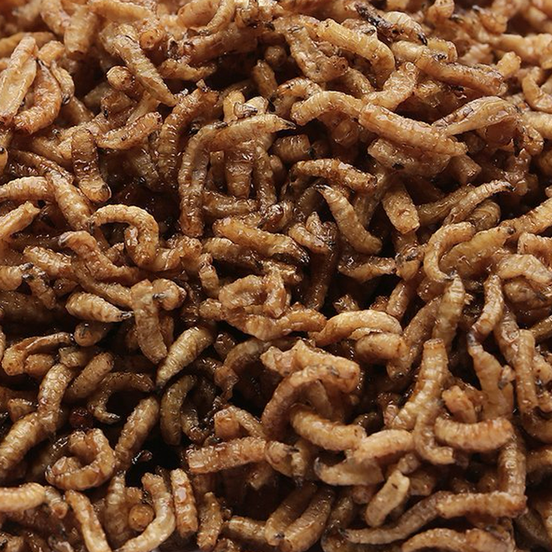 Suszona Larwa Czarnej Muchy Pinka (rozważany) 1kg