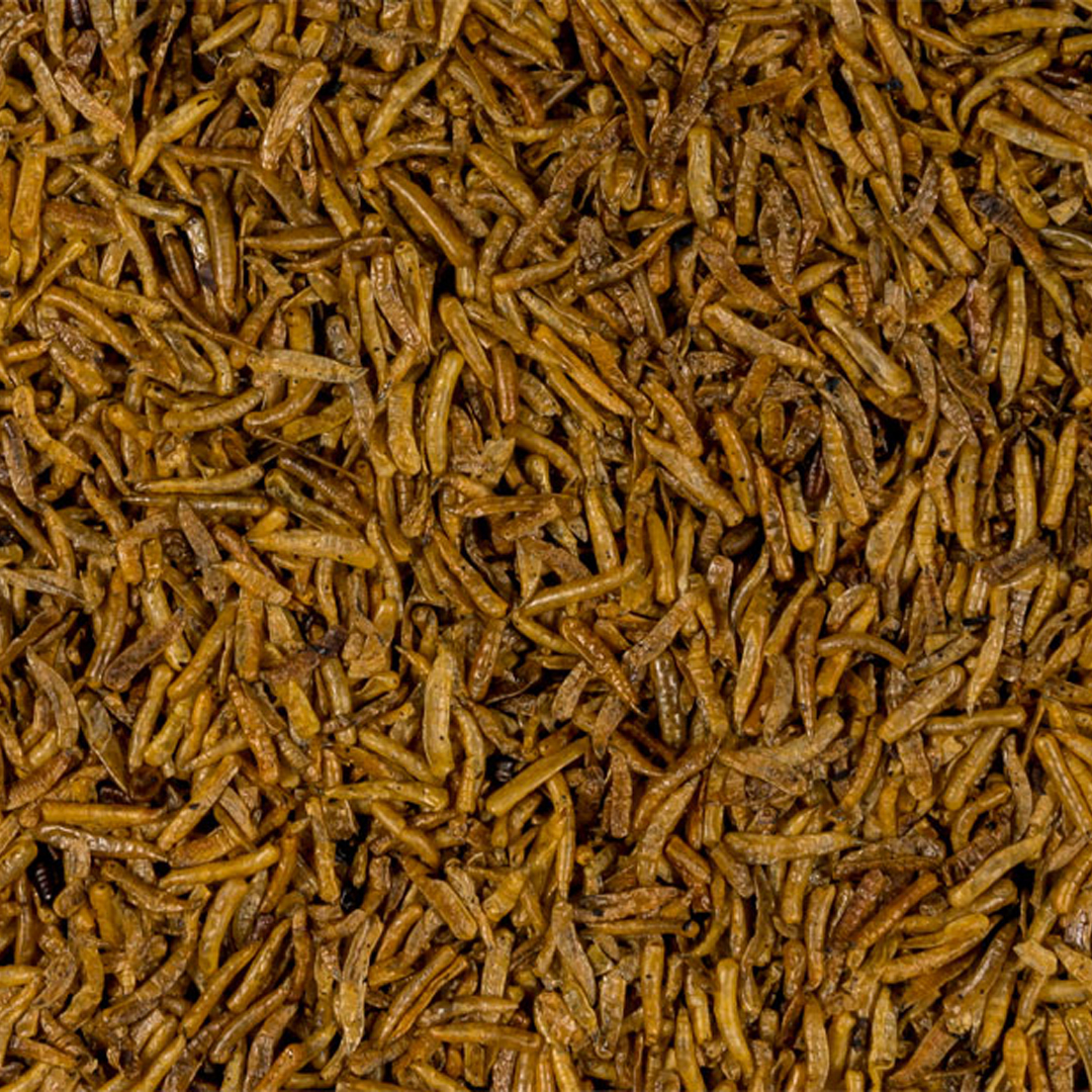 Suszona Larwa Muchy Maggots (rozważana) 1kg