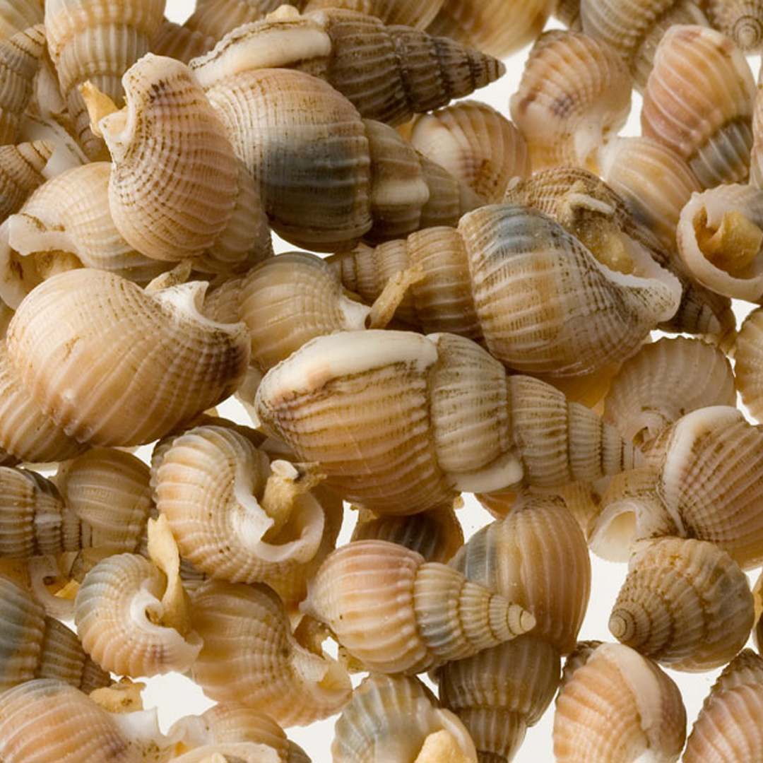 Suszone Ślimaki Morskie 10-15mm ( rozważane) 1kg