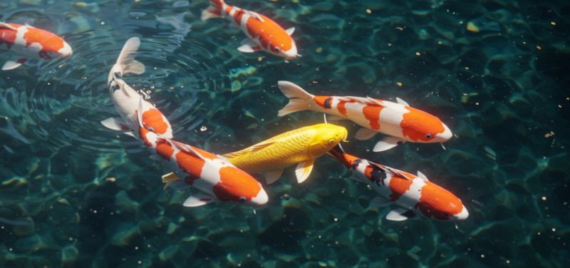 envato-labs-ai-ce4282c6-2882-4a60-b0cd-c1b371c7e40f