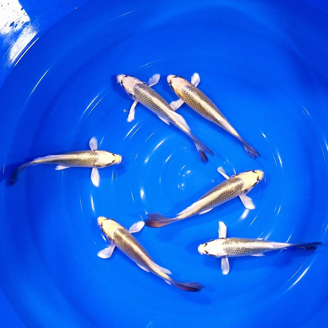 imageedit_17_9483041554